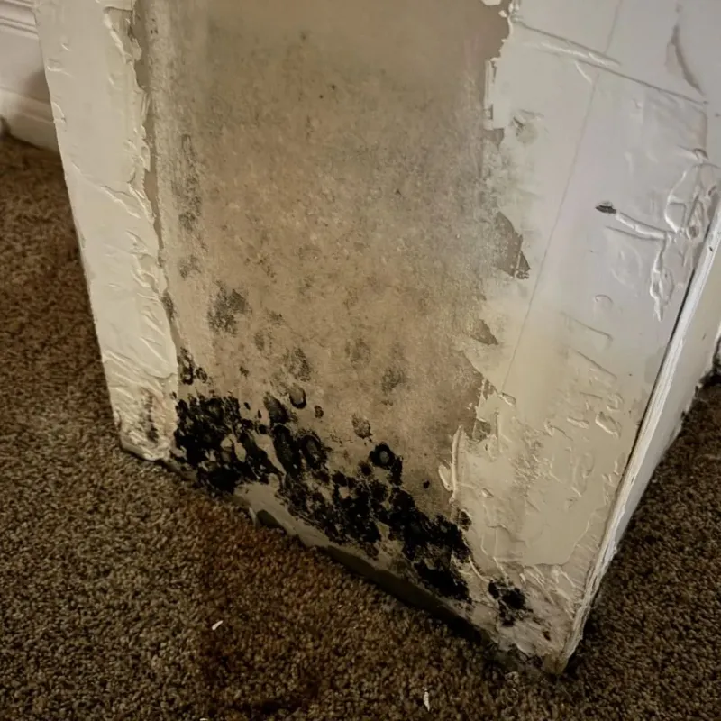 Professional Mold Removal in Freedom, CA